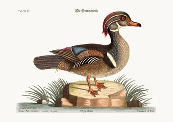 The Summer Duck, 1749-73